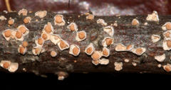 Corticium minnsiae