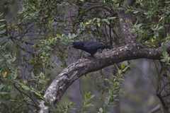 Corvus palmarum