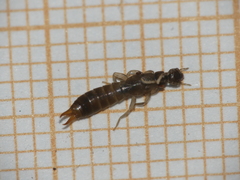 Labiinae