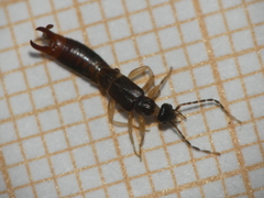 Labiinae