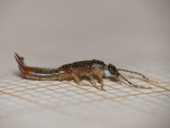 Labiinae
