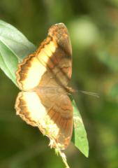 Eurytela dryope angulata