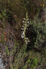 Freylinia longiflora