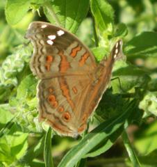 Junonia natalica natalica