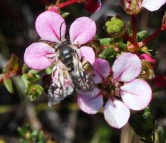 Adenandra multiflora