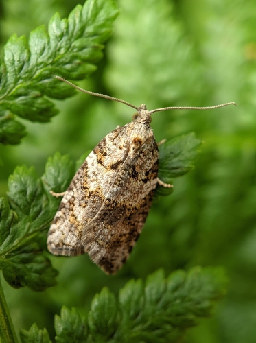 Western Black-headed Budworm photo 5