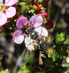 Adenandra multiflora