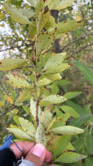 Populus laurifolia
