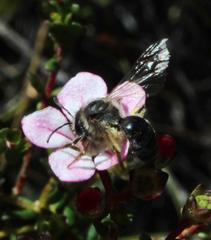Adenandra multiflora