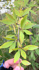 Populus laurifolia