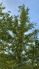 Populus laurifolia