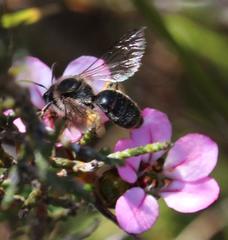 Adenandra multiflora