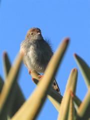 Cisticola subruficapilla