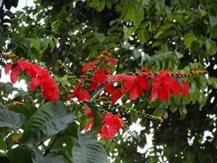 Warszewiczia coccinea