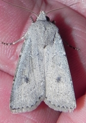 Agrotis vetusta