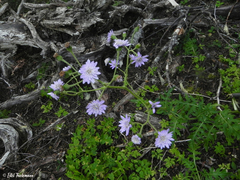 Leucheria glacialis