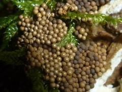 Cribraria argillacea