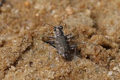 Cicindela repanda