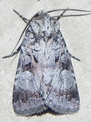 Feltia geniculata