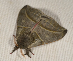 Austrolippa cruenta