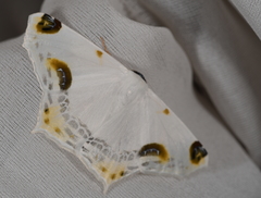 Sericoptera