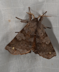 Olceclostera