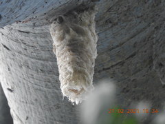 Streptoprocne zonaris