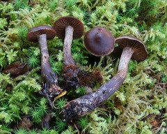 Cortinarius brunneus