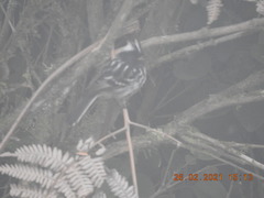 Anairetes nigrocristatus