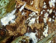 Cribraria argillacea