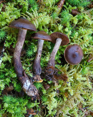Cortinarius brunneus