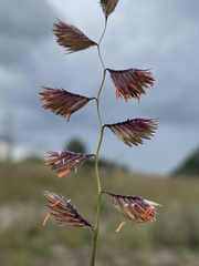 Bouteloua chondrosioides