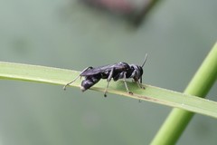 Lyroda subita