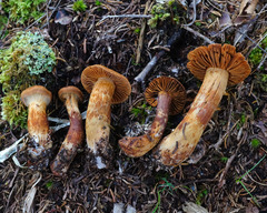 Aureonarius limonius