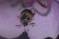 Nonarthra variabilis