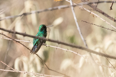 Chlorostilbon gibsoni