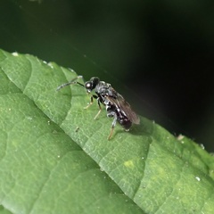 Chalcidoidea