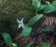Erythronium helenae