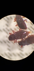 Microcylloepus