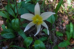 Erythronium helenae