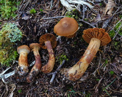 Aureonarius limonius