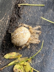 Araneus diadematus