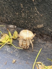 Araneus diadematus