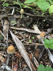 Hypholoma marginatum