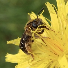 Halictus rubicundus