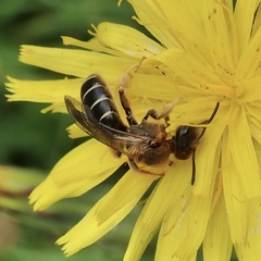Halictus rubicundus