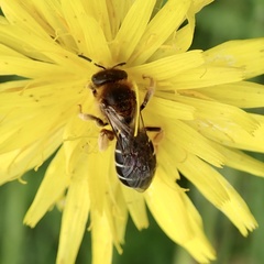 Halictus rubicundus