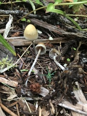 Hypholoma marginatum