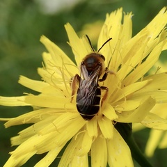 Halictus rubicundus