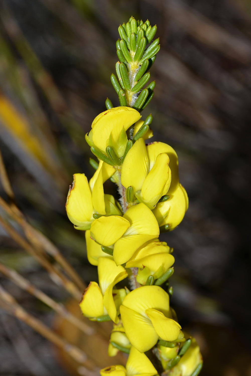Peninsula Honeybush (Cyclopia galioides)  iNaturalist